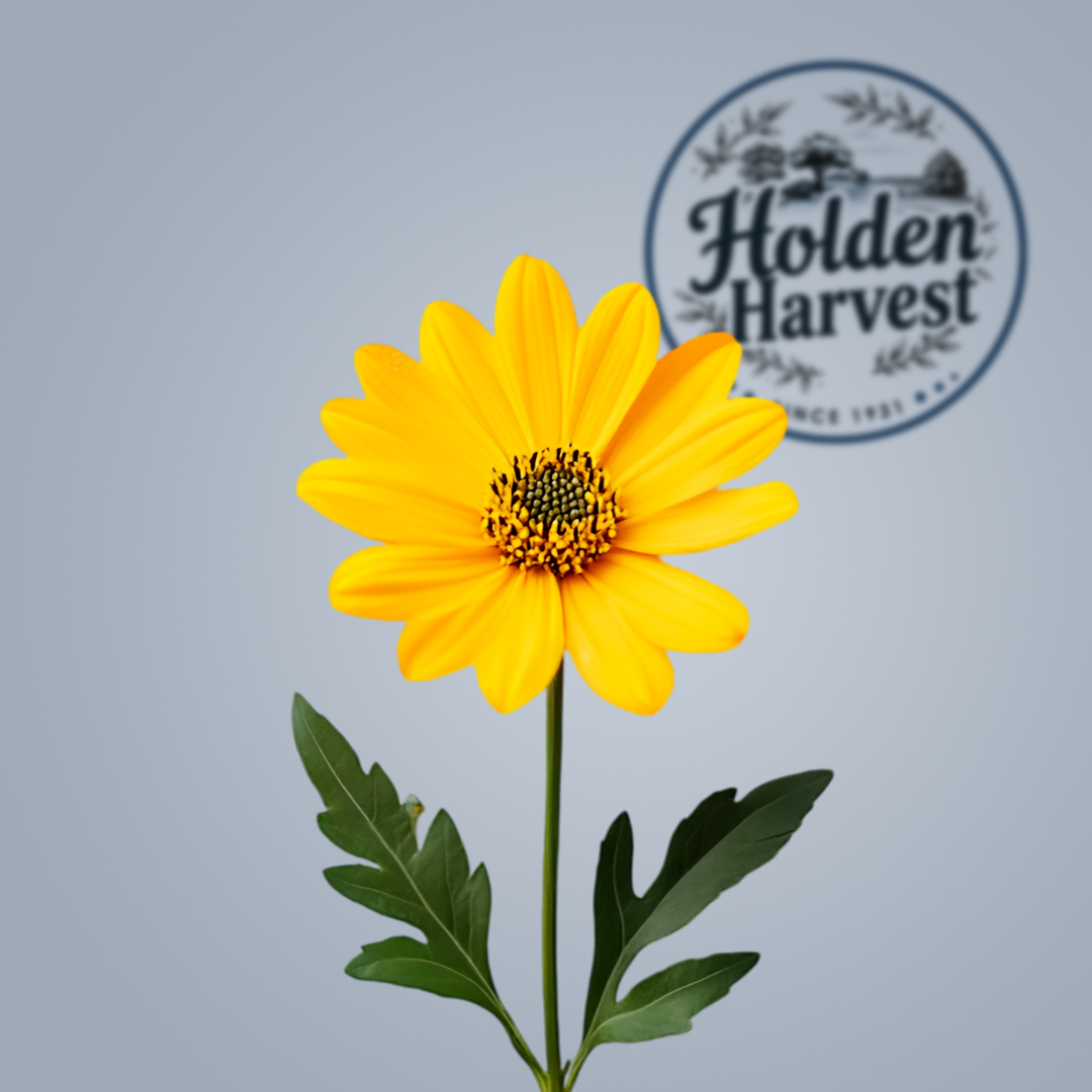 Gerbera-yellow